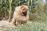 CHOW CHOW 059